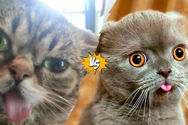 Choose the Most Ridiculous Cat