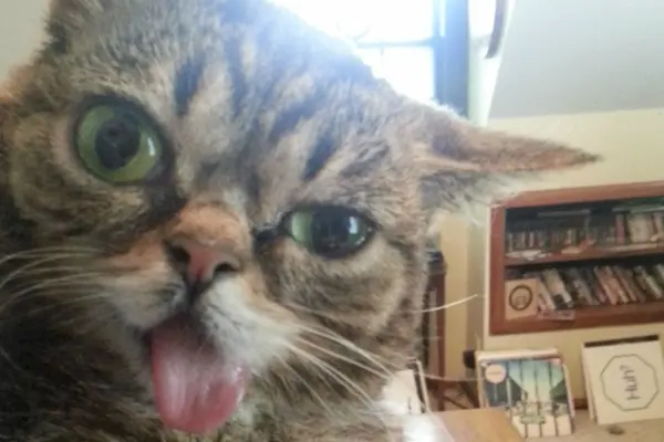 Choose the Most Ridiculous Cat