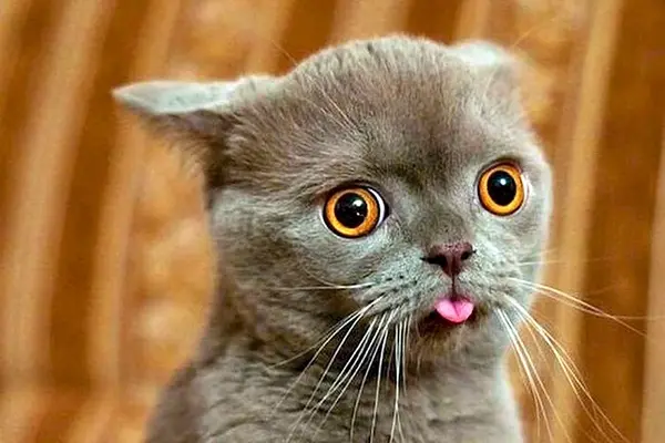 Choose the Most Ridiculous Cat