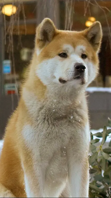 Хатико: Самый верный друг