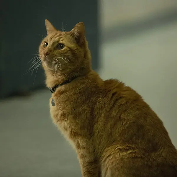 What is Captain Marvel’s cat’s name?