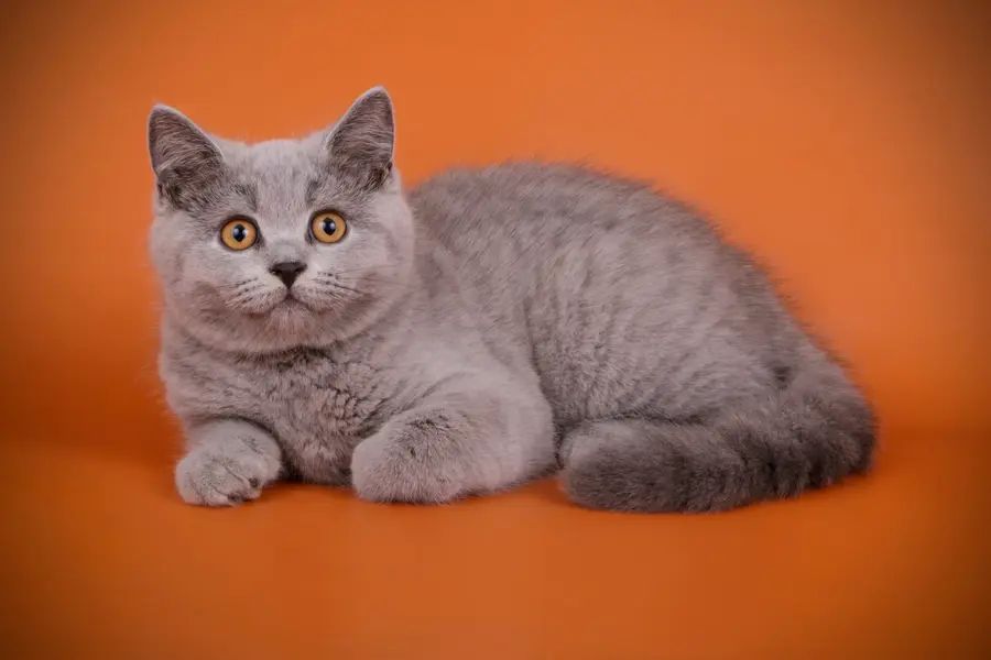 Что это за порода?