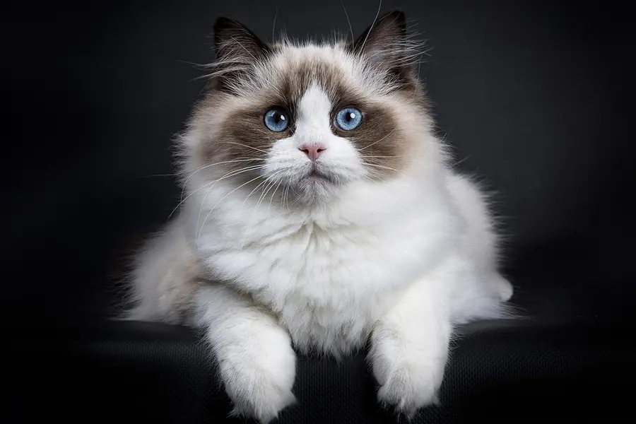 Что это за порода?