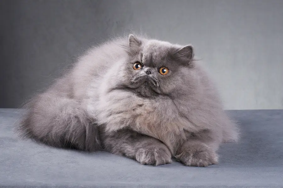 Что это за порода?