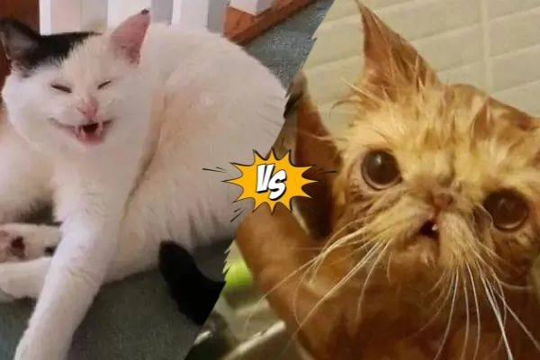 Самый упоротый кот