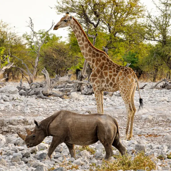 What is the heaviest land animal?