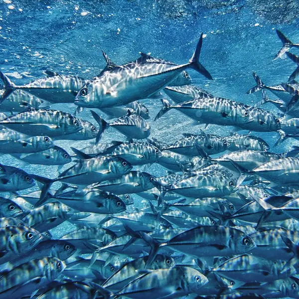 Which fish is considered the fastest in the ocean?