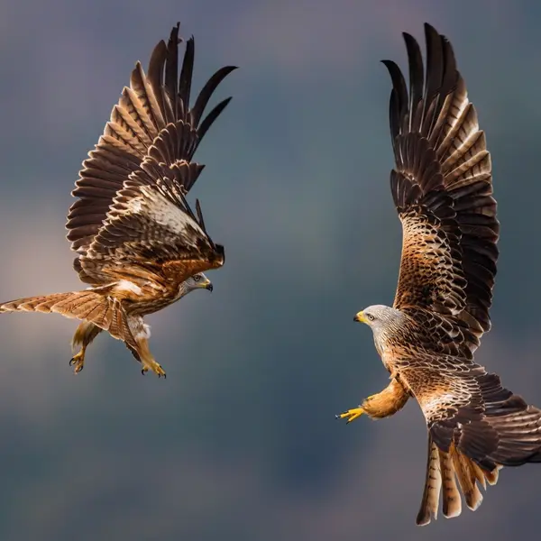 Which bird holds the record for fastest dive speed?