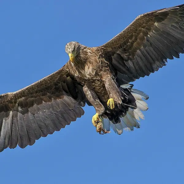 Which bird has the largest wingspan?