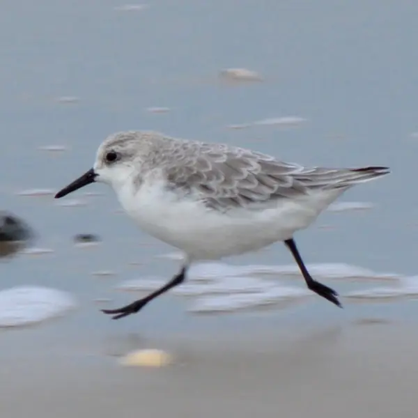 Which bird is the fastest runner on land?