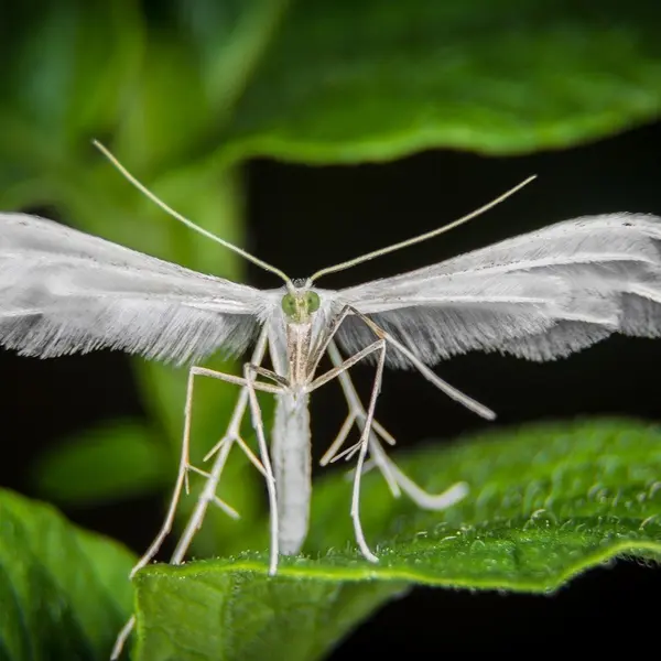 Which insect is considered the fastest flyer?