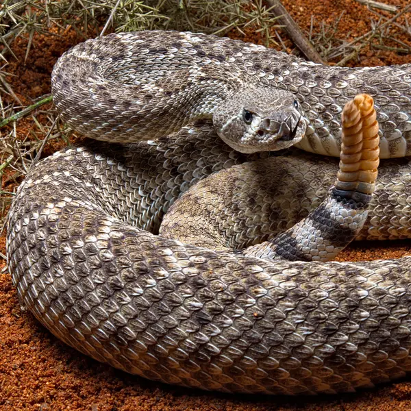 Which snake grows the longest?