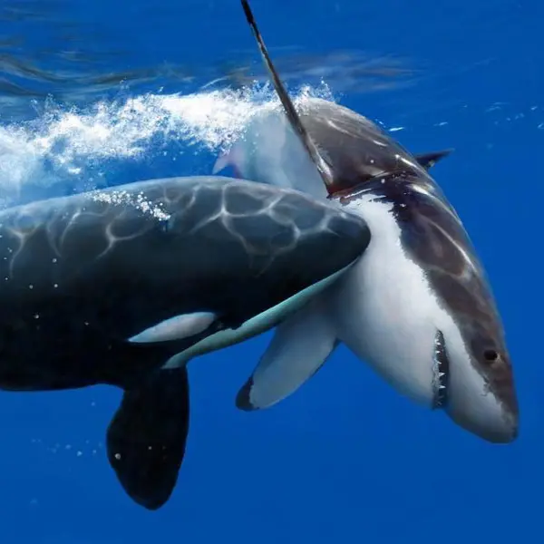 What is the largest animal on Earth?