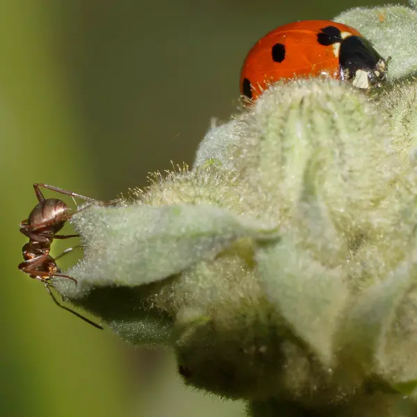 What is the strongest insect relative to body size?