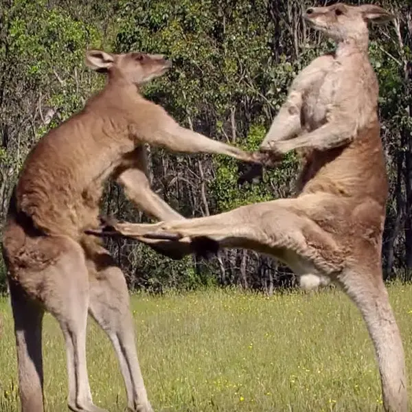 Which animal is known for having the strongest kick?