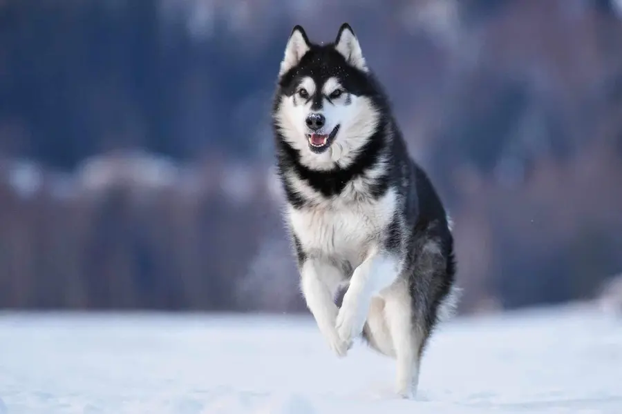 Что это за порода?