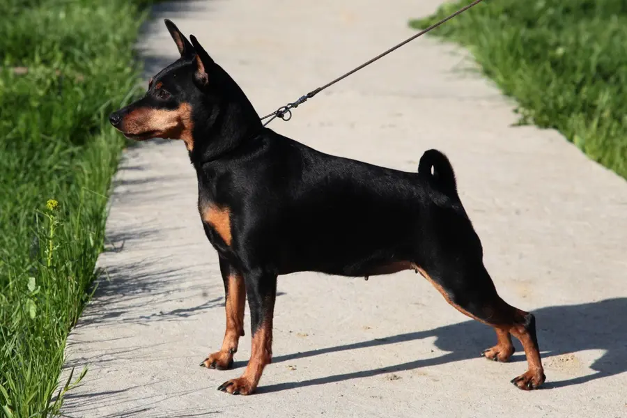 Что это за порода?