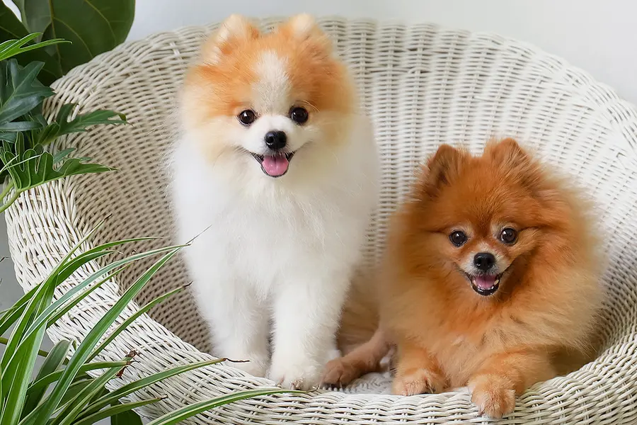 Что это за порода?