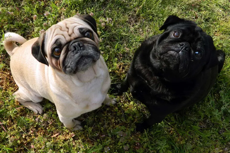 Что это за порода?