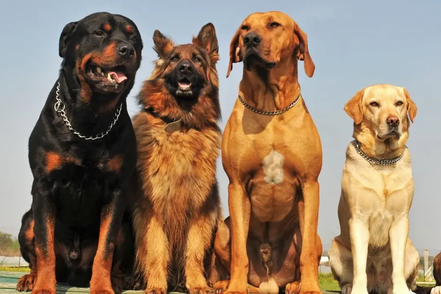 Какая порода считается одной из самых умных?