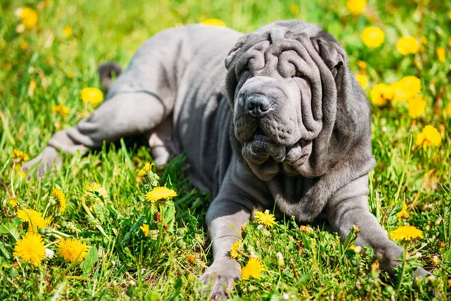 Что это за порода?