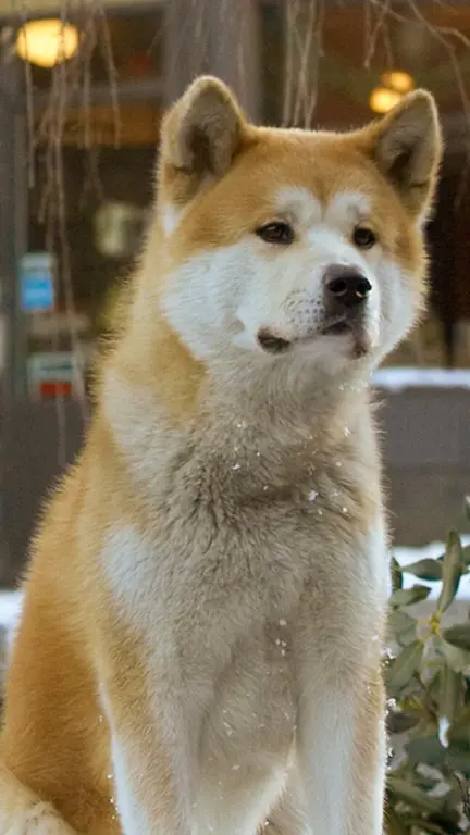 Hachi: A Dog's Tale